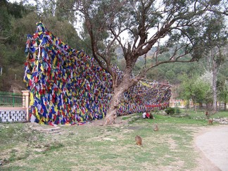 Tso Pema Lake.