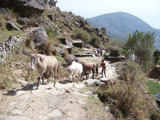 Return to Tso Pema / Rewalsar.