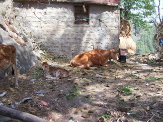 Return to Tso Pema / Rewalsar.