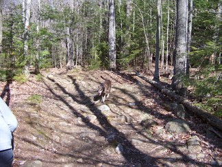 Black Mtn Loop, Lake George, NY.