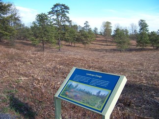 Karner Barrens East, Albany Pine Bush Park, NY.