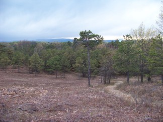 Karner Barrens East, Albany Pine Bush Park, NY.