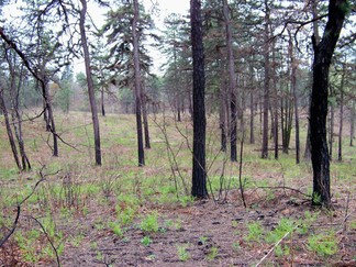 Madison Avenue Pinelands, Pine Bush Park, Albany, NY.