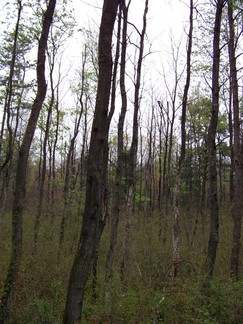 Madison Avenue Pinelands, Pine Bush Park, Albany, NY.