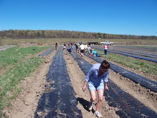 NY Regional Food Bank Patroon Farm.