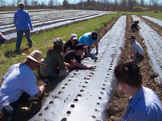 NY Regional Food Bank Patroon Farm.