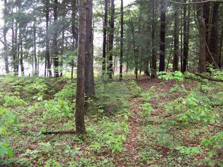 Hike around Lake Tully, NY.