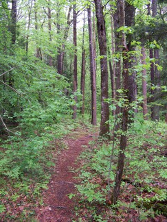 Hike around Lake Tully, NY.