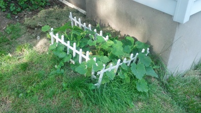 Pumpkins.