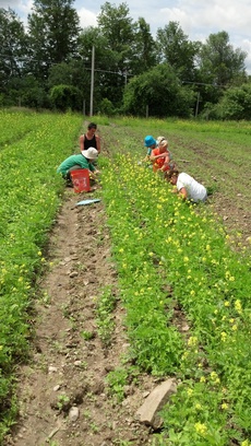 Regional Food Bank's Patroon Farm.