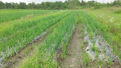 Regional Food Bank's Patroon Farm.