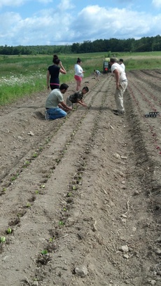 Regional Food Bank Patroon Farm, NY.