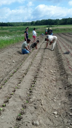 Regional Food Bank Patroon Farm, NY.