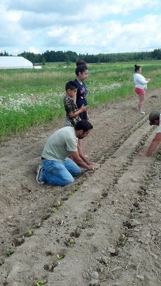 Regional Food Bank Patroon Farm, NY.