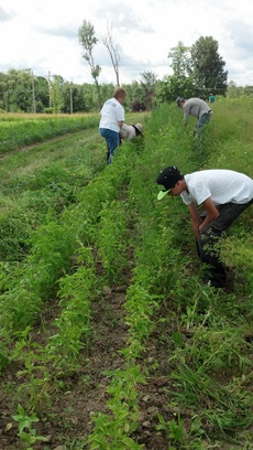 Regional Food Bank Patroon Farm, NY.