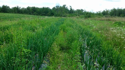 Regional Food Bank Patroon Farm, NY.