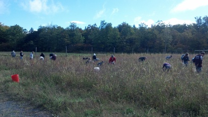 Regional Food Bank Patroon Farm, NY.