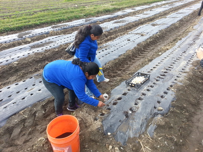 Patroon Land Farm.