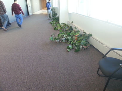 Foster Plants looking for Adoption.