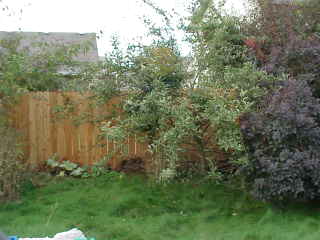 Karyn's Apple Tree.