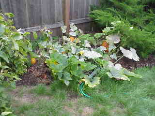 My pumpkin patch.