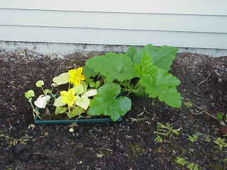 Pumpkin plants, mid July.