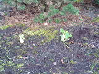 Pumpkin Plants.