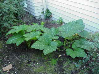 Pumpkin plant, mid August.