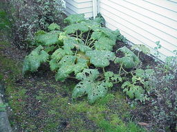 Pumpkin patch.