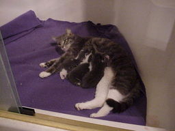Kari's cat.