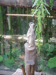 Portland Zoo Meercat.