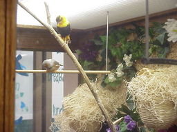 Good Sam's Birds.