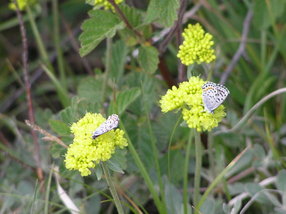 Flowers and Moths.