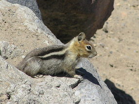 Crater Lake Chipmunk.