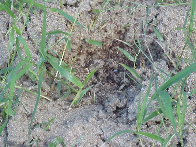 Disturbed Ant Nest In Grove.