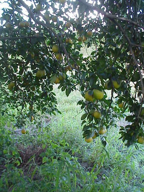 Interior of Large Orange Tree
