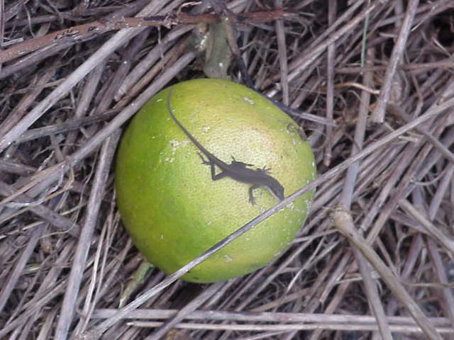 Baby Lizard.