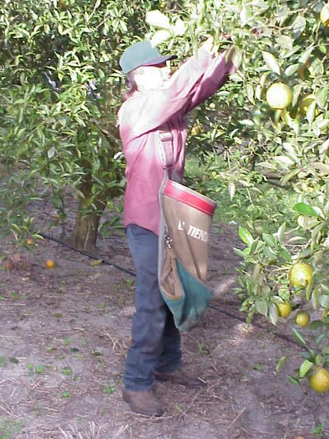 Picking Fruit.