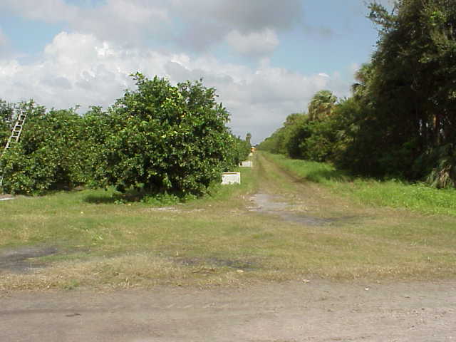 Blue Goose Grove.