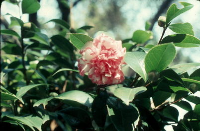 Botanical Garden.
