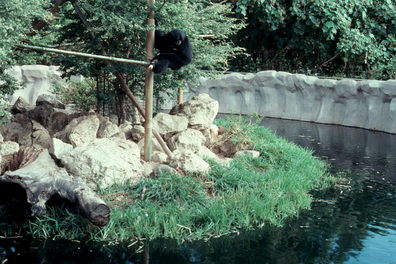 Hawaii monkeys.
