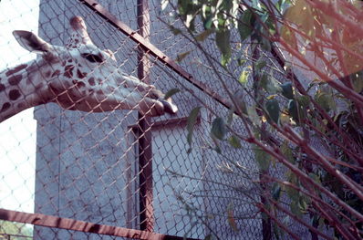 Kyoto zoo giraffe.