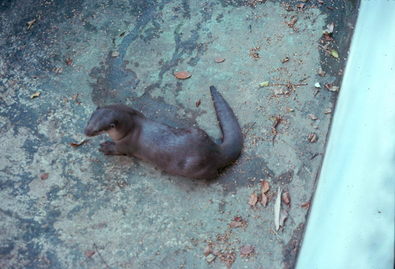 Kyoto zoo otter.