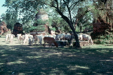 Ayuthaya ruins.
