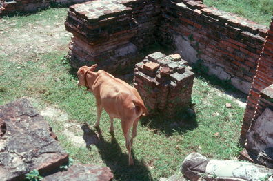 Ayuthaya ruins.