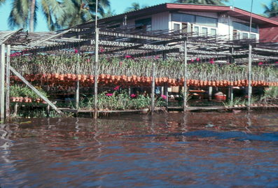 Bangkok water nursery.