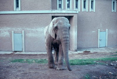 Roman Elephant.