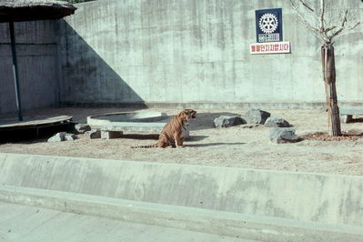 Daegu zoo tiger.