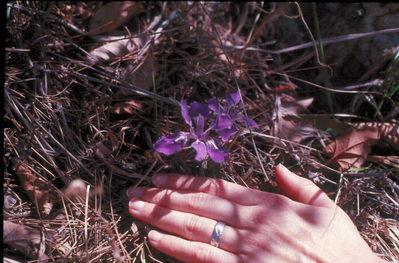 Flowers.
