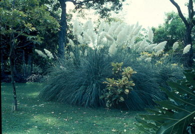LA Botanical Garden.
